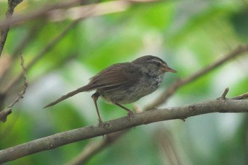 Wed, 7/19/2023 Birding report at 池子の森自然公園