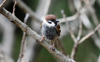 スズメ 代々木公園 2021年3月1日(月)