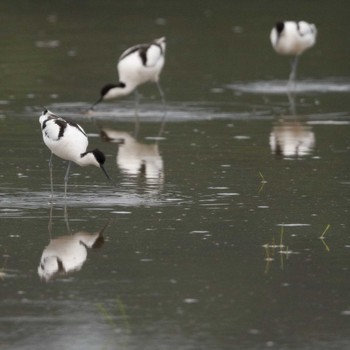 Pied Avocet Ishigaki Island Sat, 4/1/2023