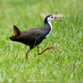 White-breasted Waterhen Ishigaki Island Fri, 5/19/2023