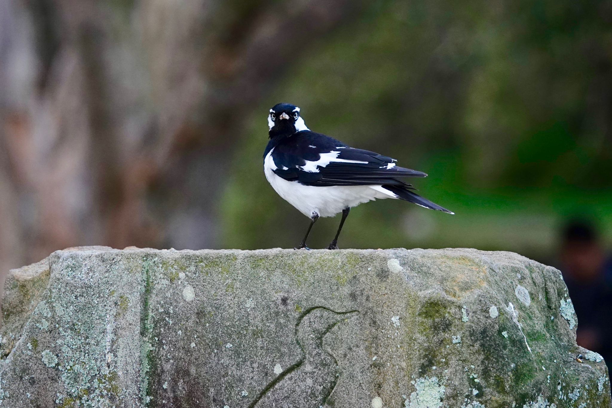 Magpie-lark