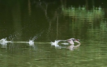 カイツブリ 石神井公園 2021年6月30日(水)