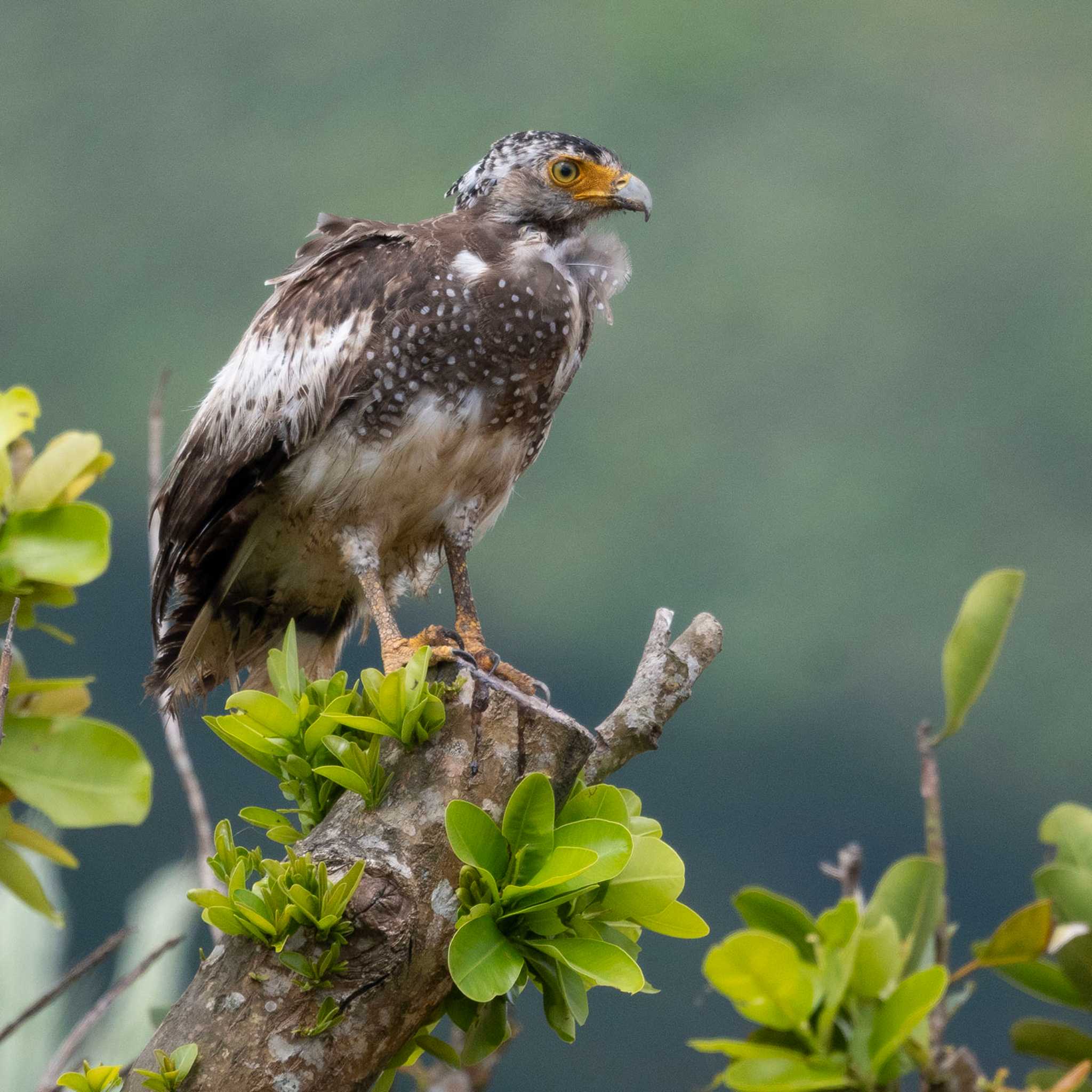 Photo of Crested Serpent Eagle at Ishigaki Island by 石垣島バードウオッチングガイドSeaBeans