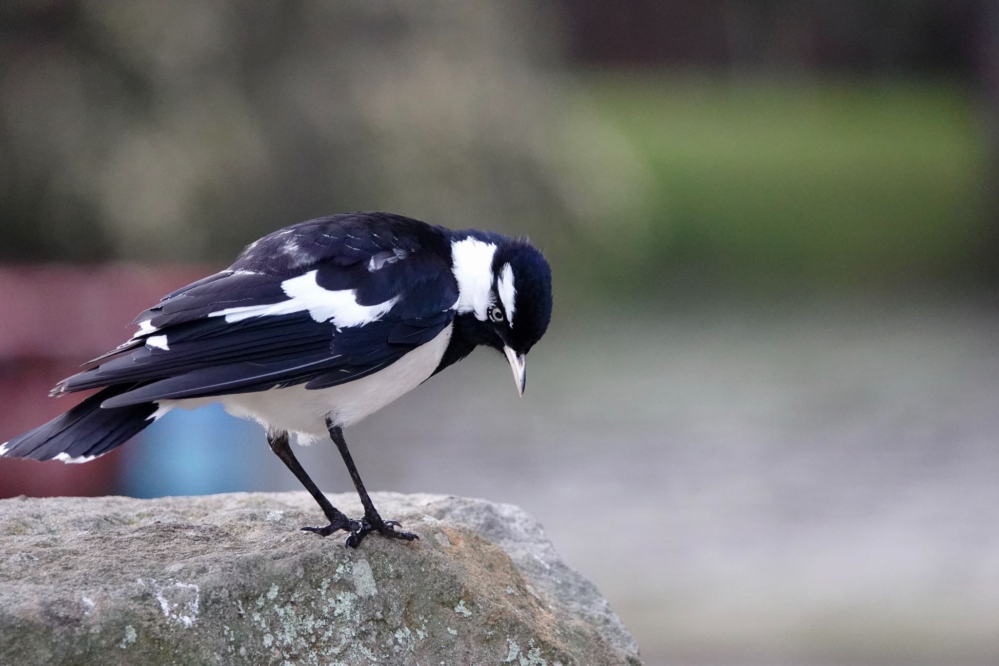 Magpie-lark