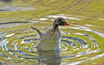 Little Grebe Shakujii Park Thu, 5/2/2019