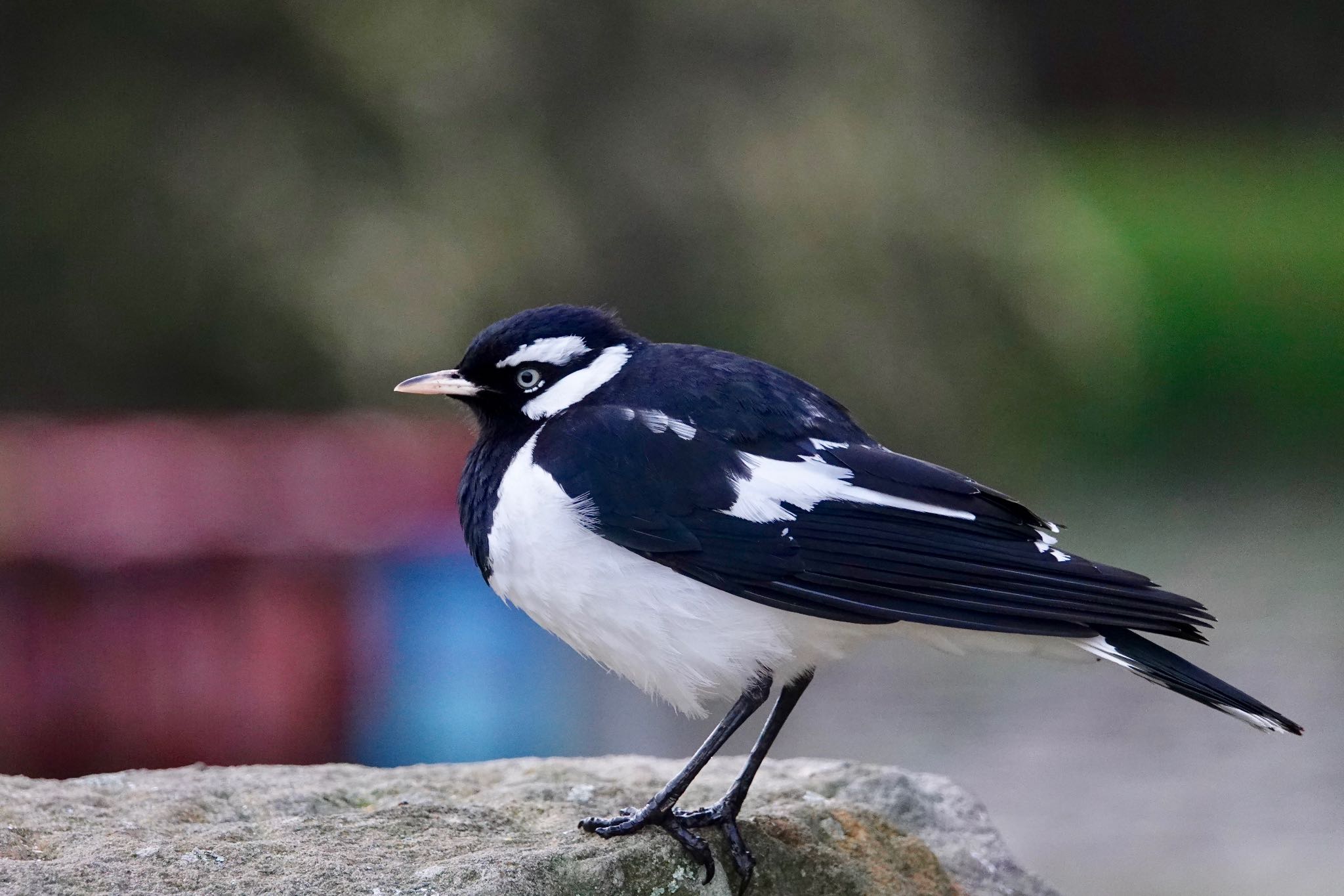 Magpie-lark