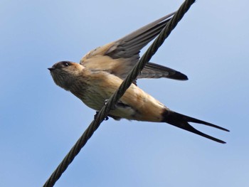 Red-rumped Swallow 各務原市内 Wed, 7/19/2023