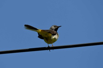 Grey Wagtail 浄土ヶ浜 Sun, 7/2/2023