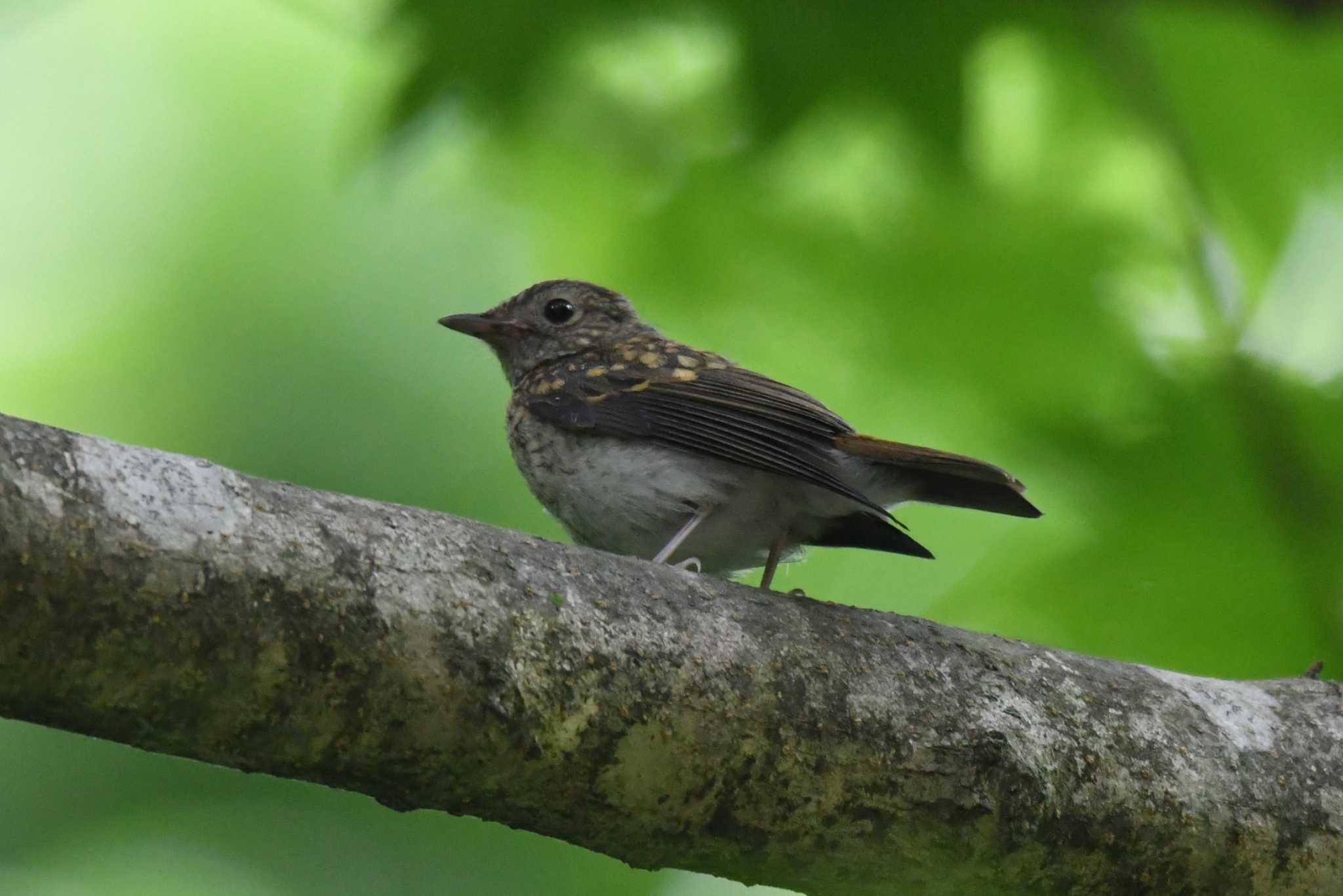 Photo of Narcissus Flycatcher at 浄土ヶ浜 by みやさん