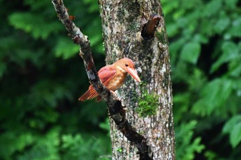 Ruddy Kingfisher 十二湖(青森県深浦町) Sat, 7/1/2023