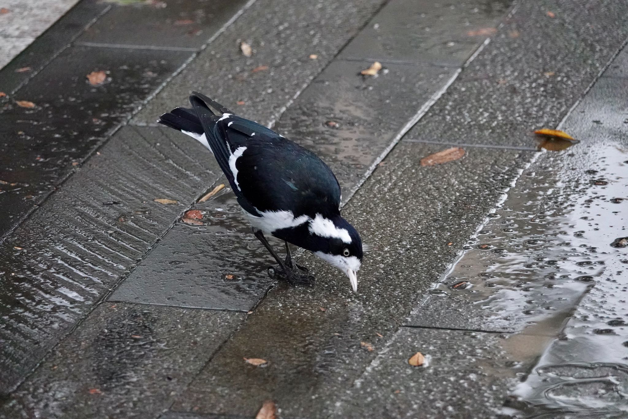 Photo of Magpie-lark at シドニー by のどか