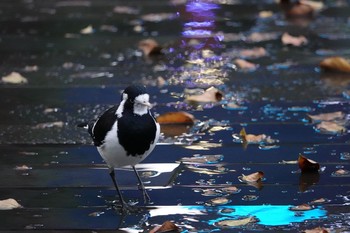 2018年6月27日(水) シドニーの野鳥観察記録