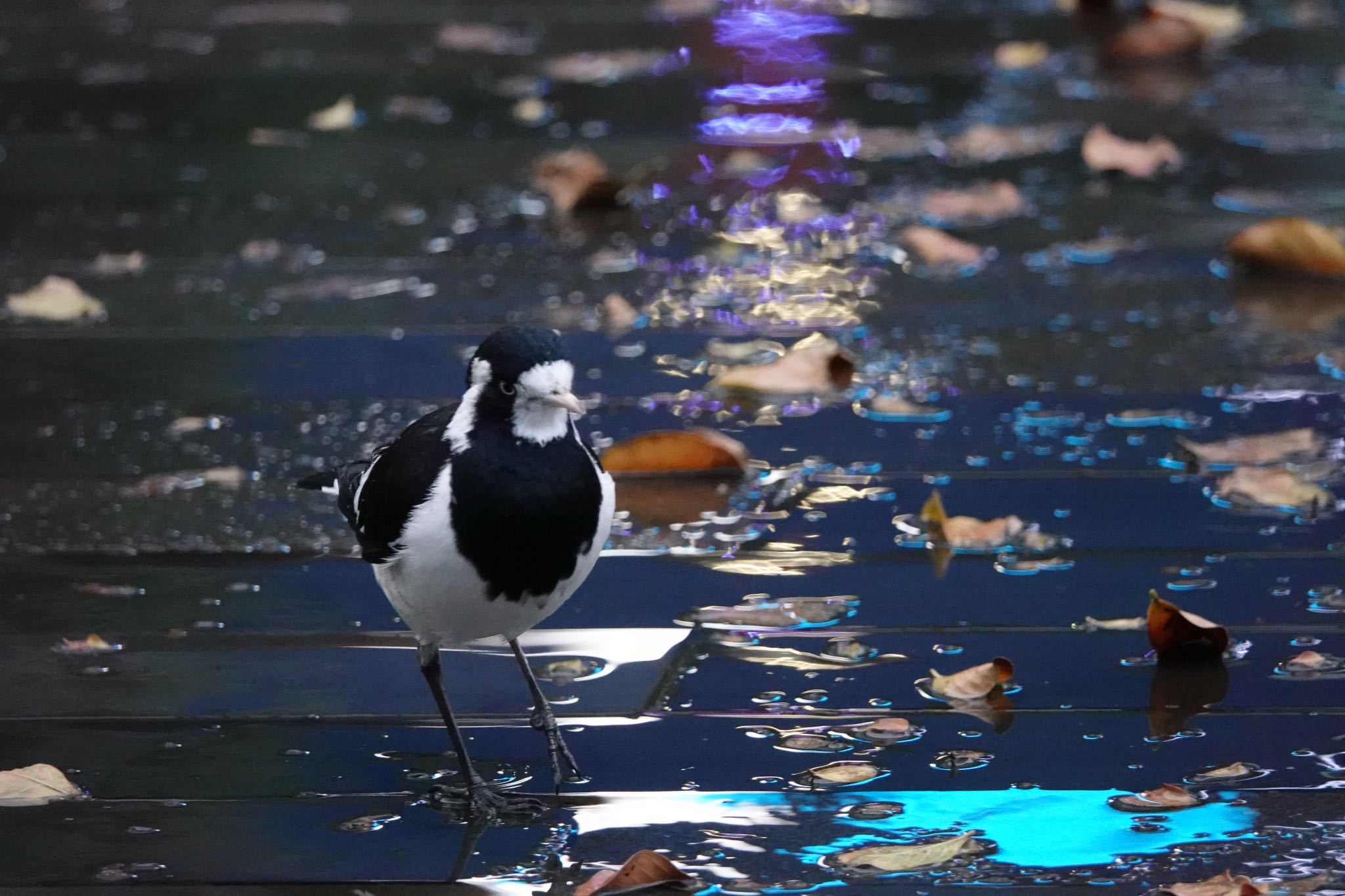 Photo of Magpie-lark at シドニー by のどか