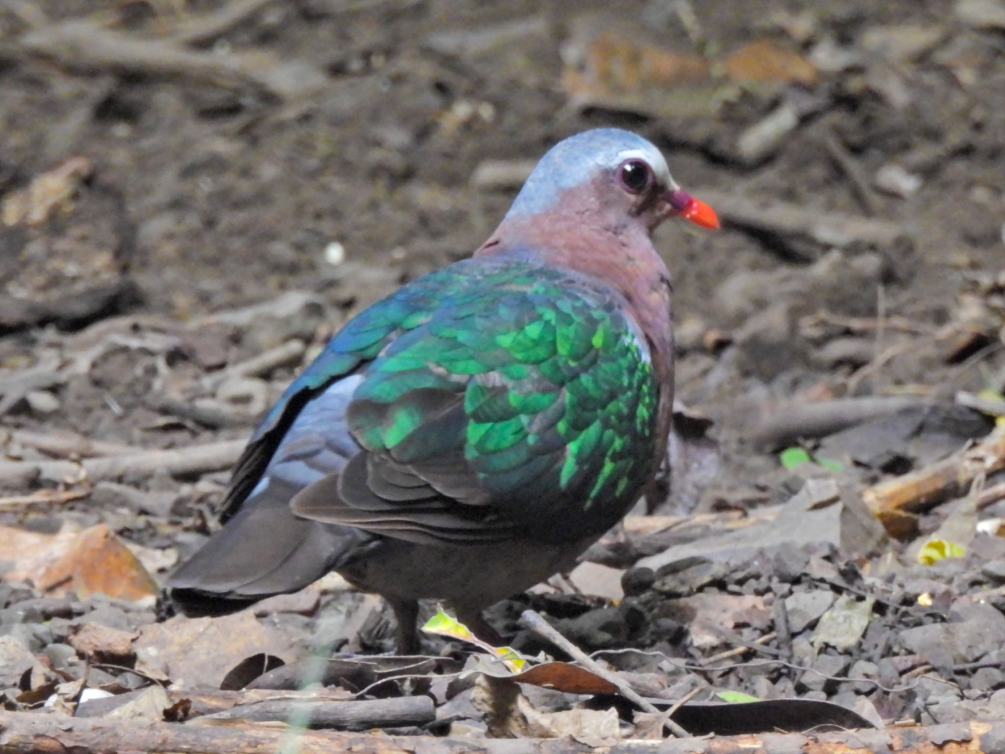 タイのハト科4種 4/4 キンバト：英語名エメラルドの鳩　緑の羽と赤い嘴が美しい　頭が白っぽいので雄 by クロやん