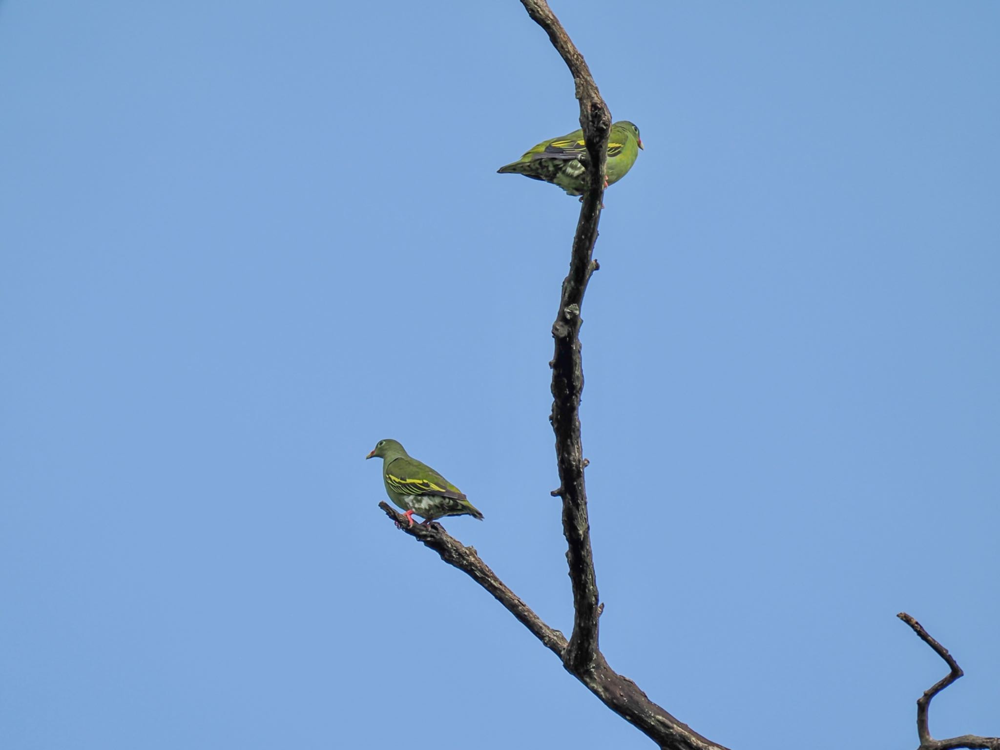 Thick-billed Green Pigeon