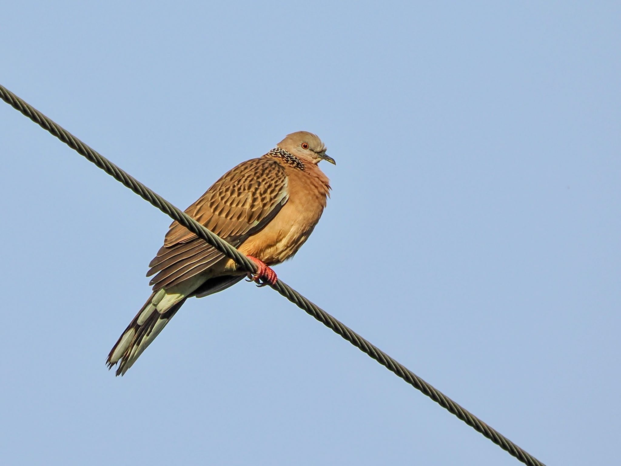 Spotted Dove