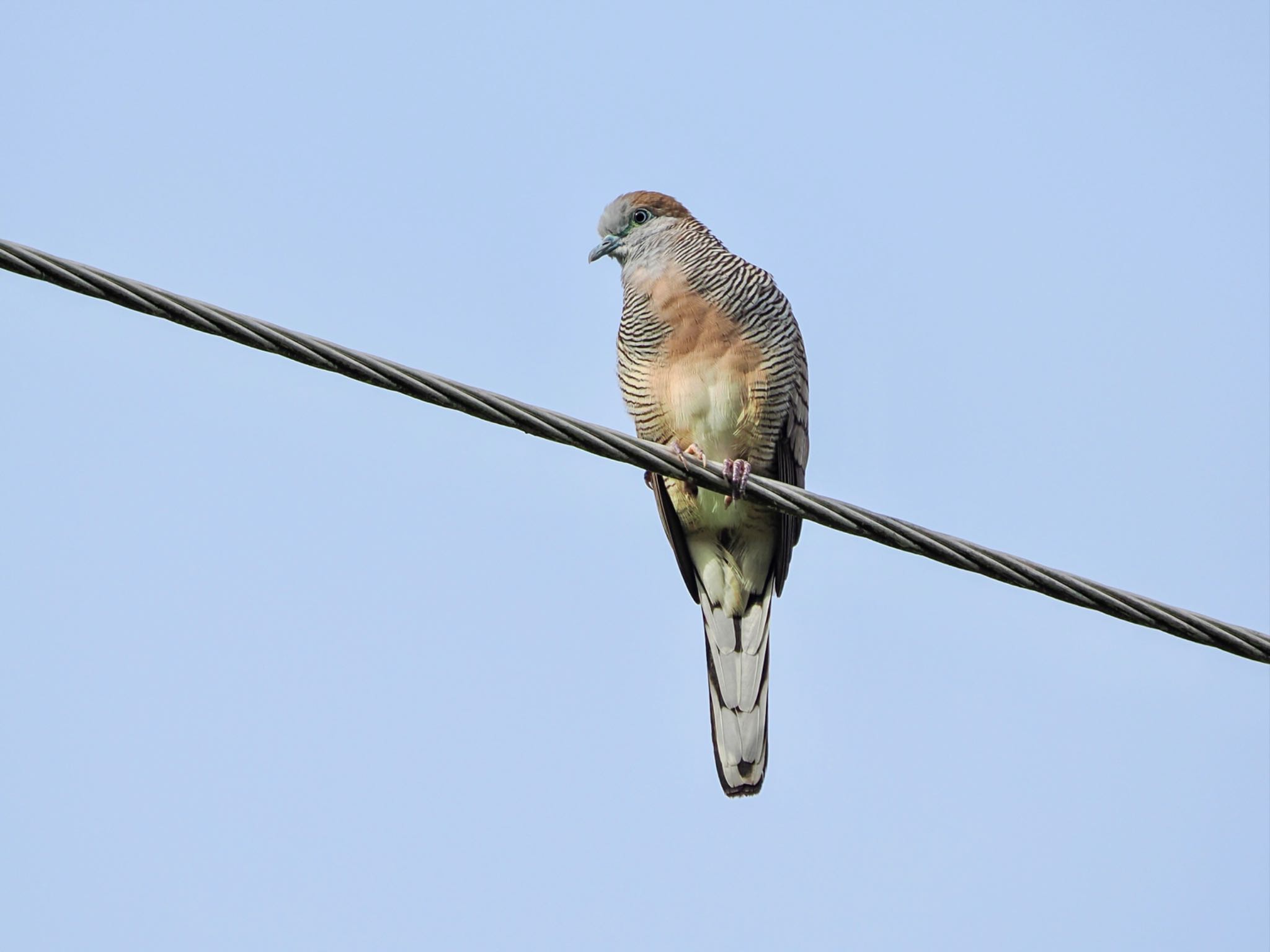 Zebra Dove