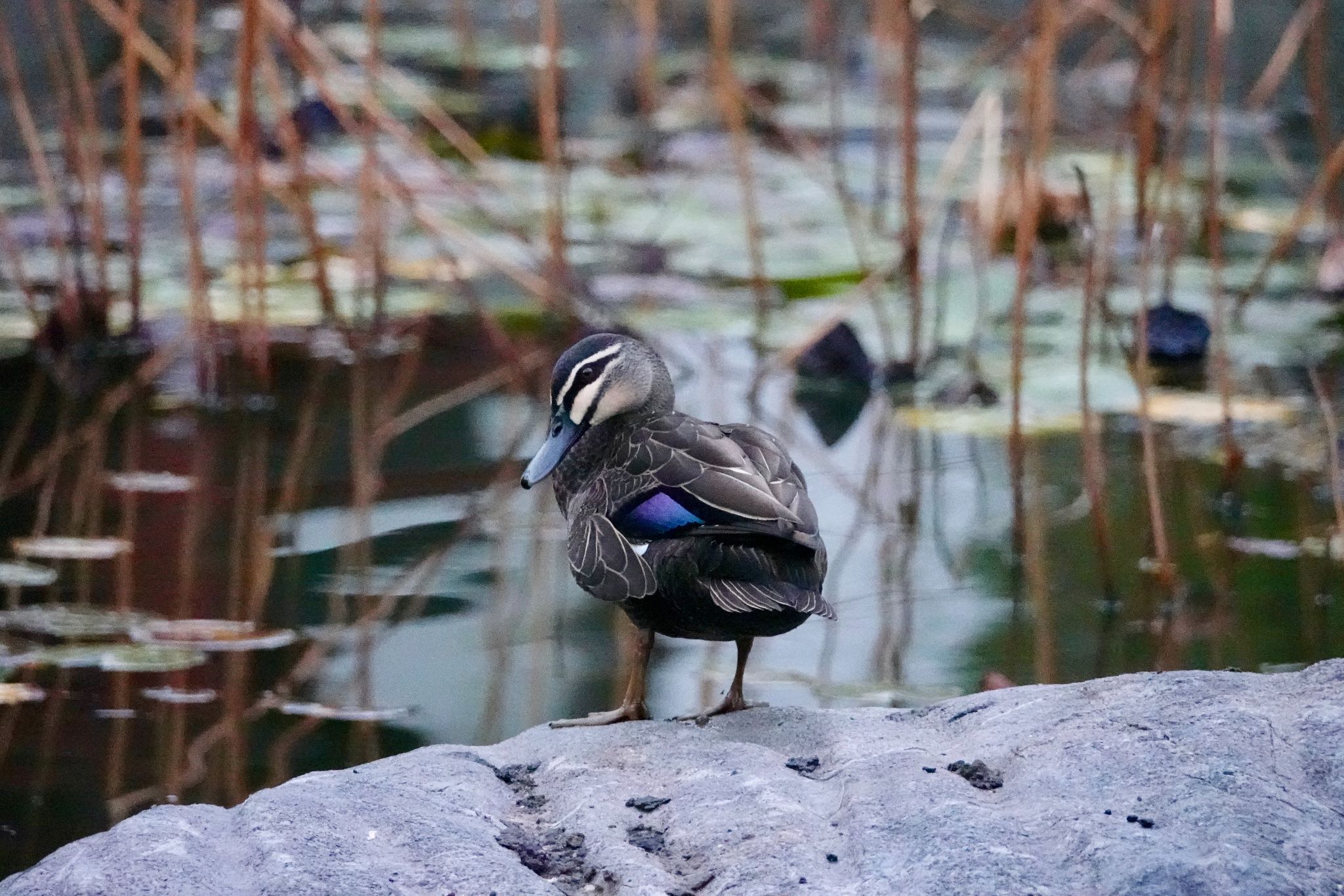 Photo of Pacific Black Duck at シドニー by のどか