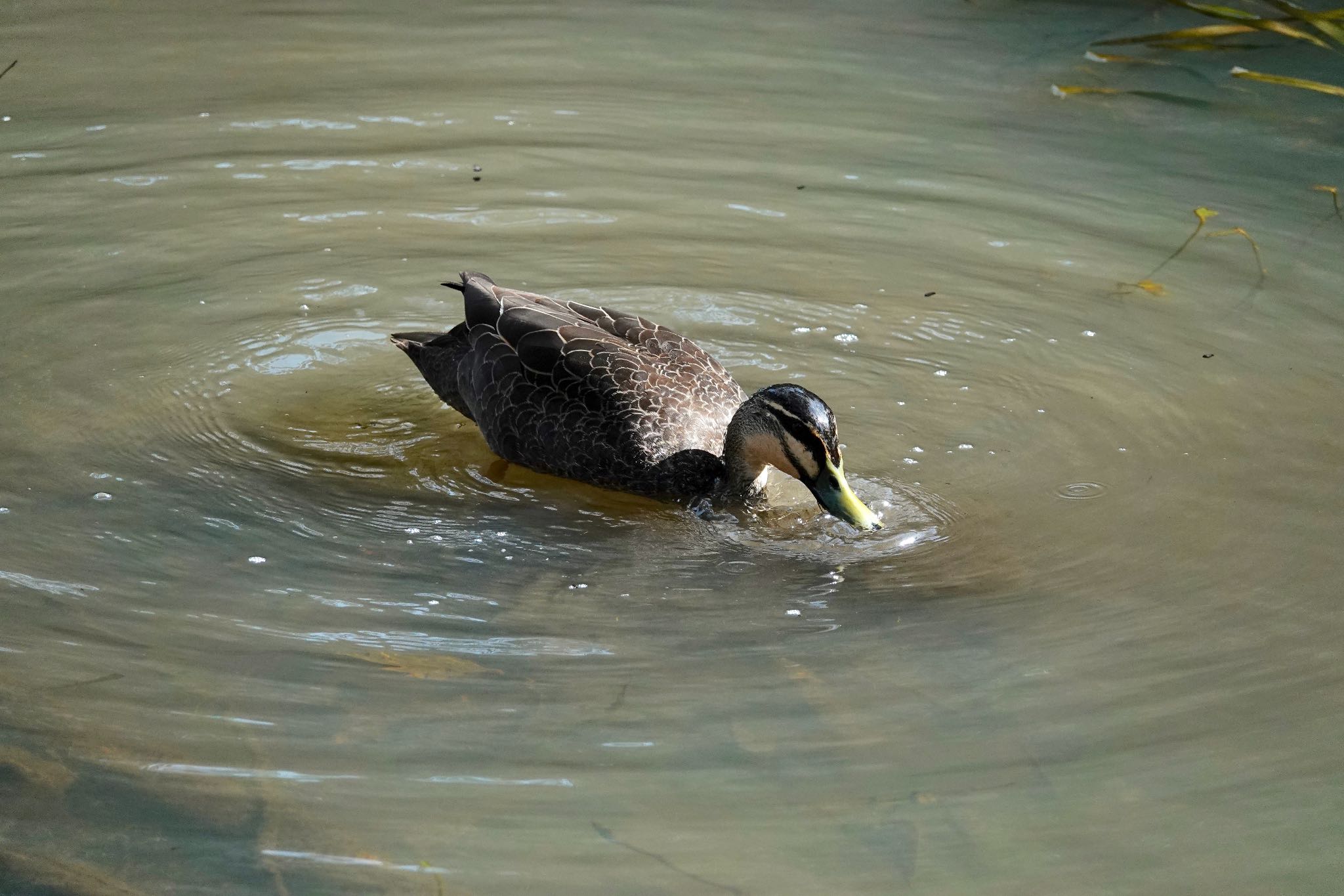 Pacific Black Duck