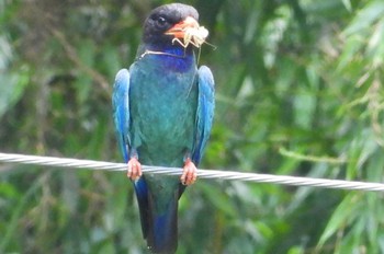 Oriental Dollarbird 岡山吉備中央町 Mon, 7/17/2023