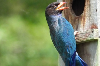 Oriental Dollarbird 岡山吉備中央町 Mon, 7/17/2023