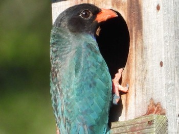 Oriental Dollarbird 岡山吉備中央町 Mon, 7/17/2023