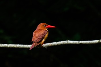 Ruddy Kingfisher Unknown Spots Wed, 7/19/2023