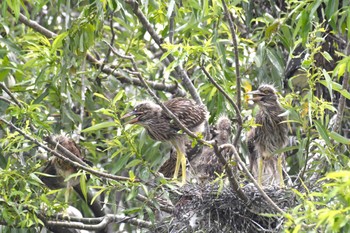 Black-crowned Night Heron 金沢市 Tue, 7/18/2023