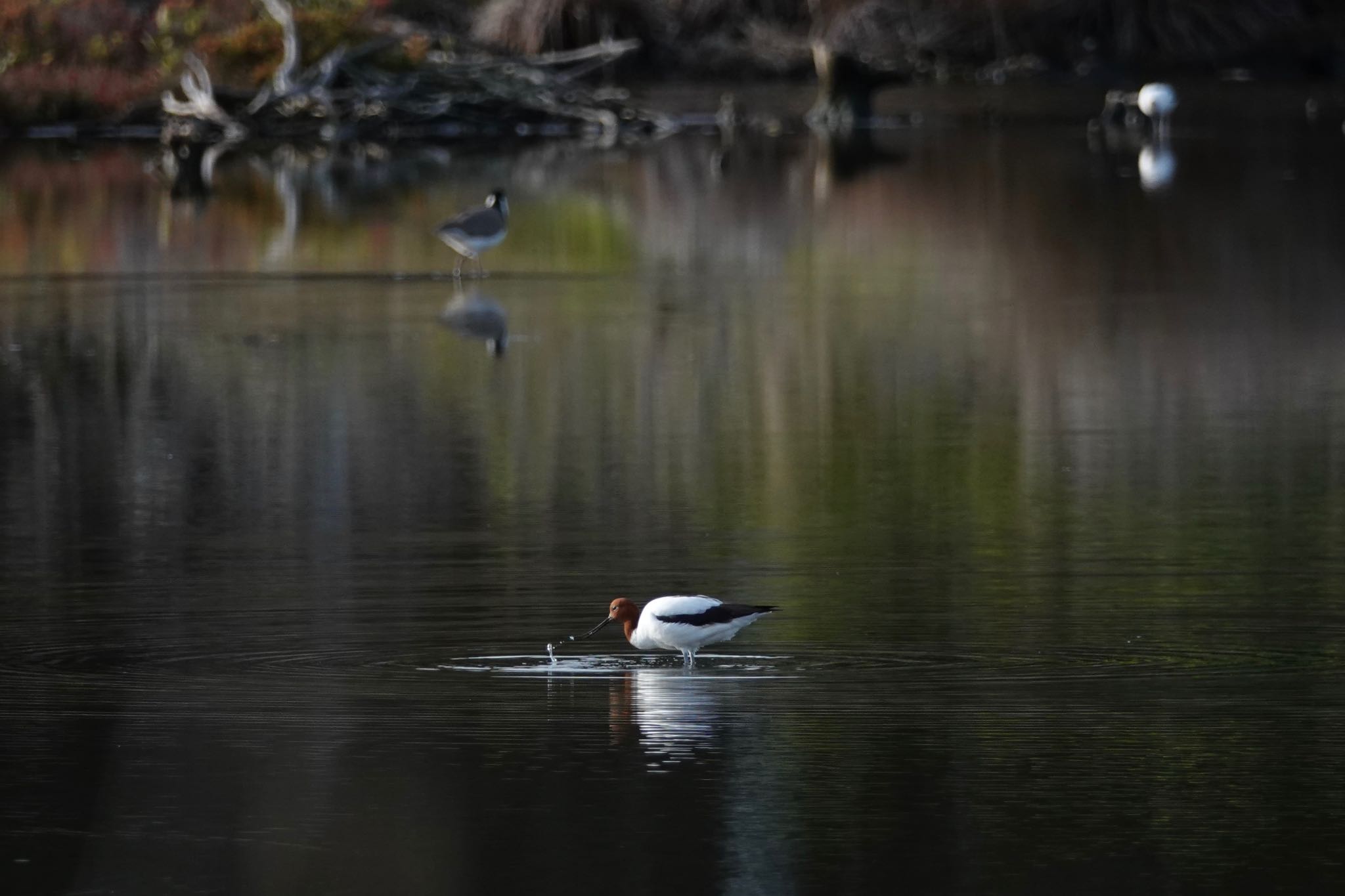 Red-necked Avocet