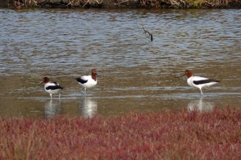 Red-necked Avocet シドニー Fri, 6/29/2018