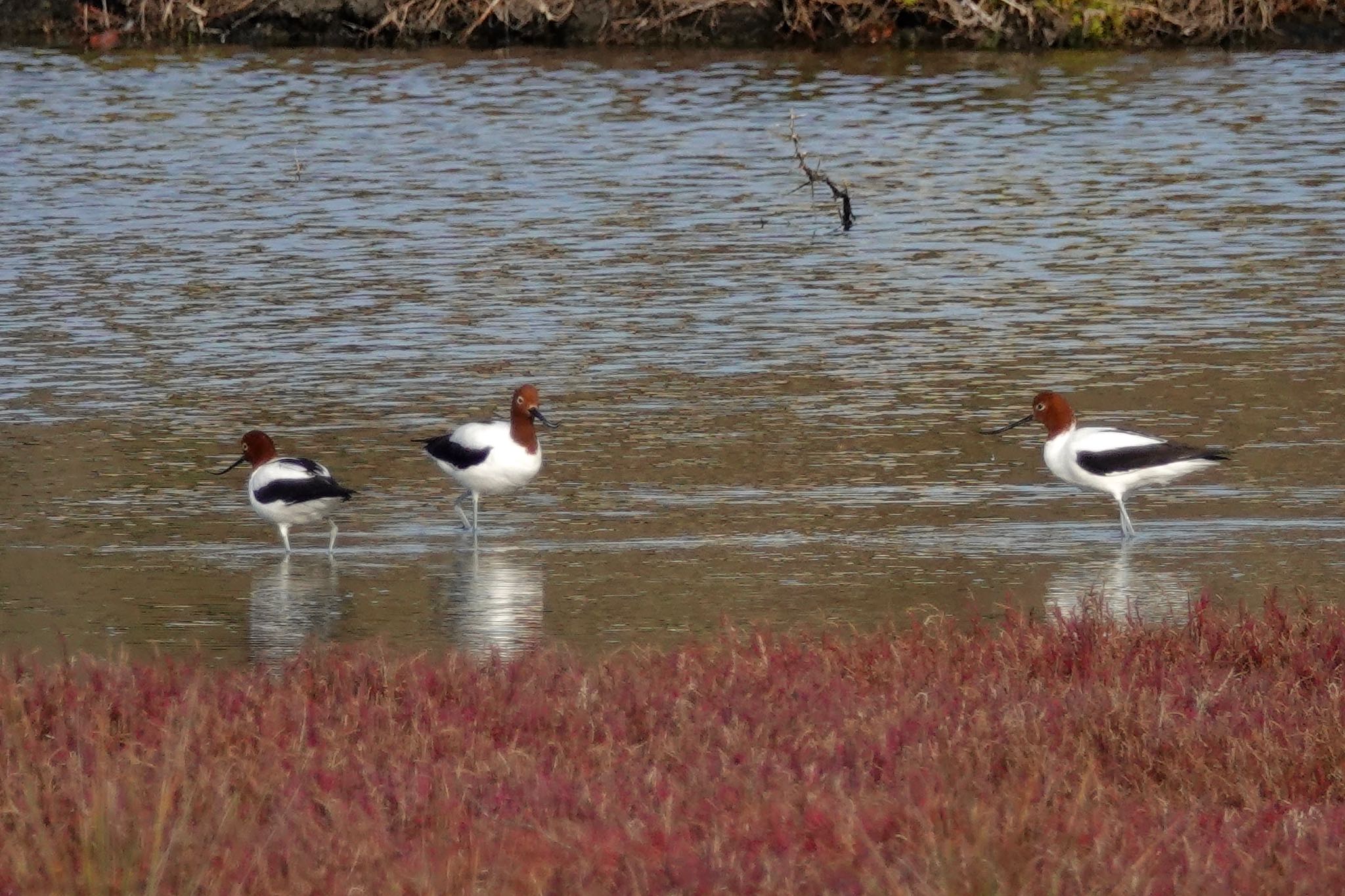 Red-necked Avocet