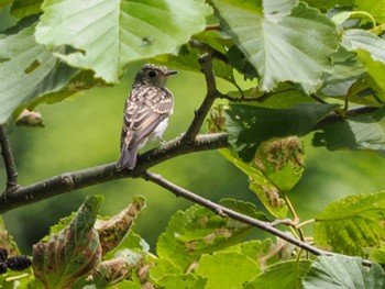 2023年7月16日(日) 福井緑地(札幌市西区)の野鳥観察記録