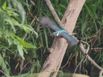 2023年7月17日(月) 福井緑地(札幌市西区)の野鳥観察記録