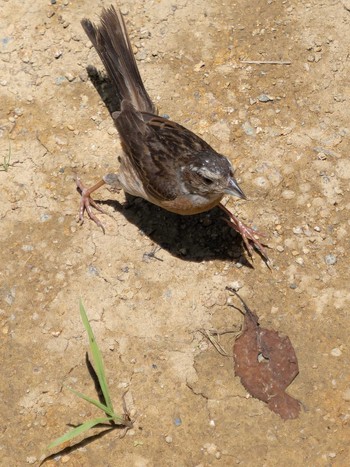 Meadow Bunting 野母崎 権現山(長崎市) Sun, 7/16/2023