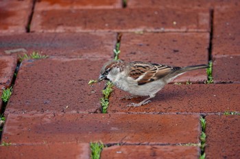 House Sparrow シドニー Thu, 6/28/2018