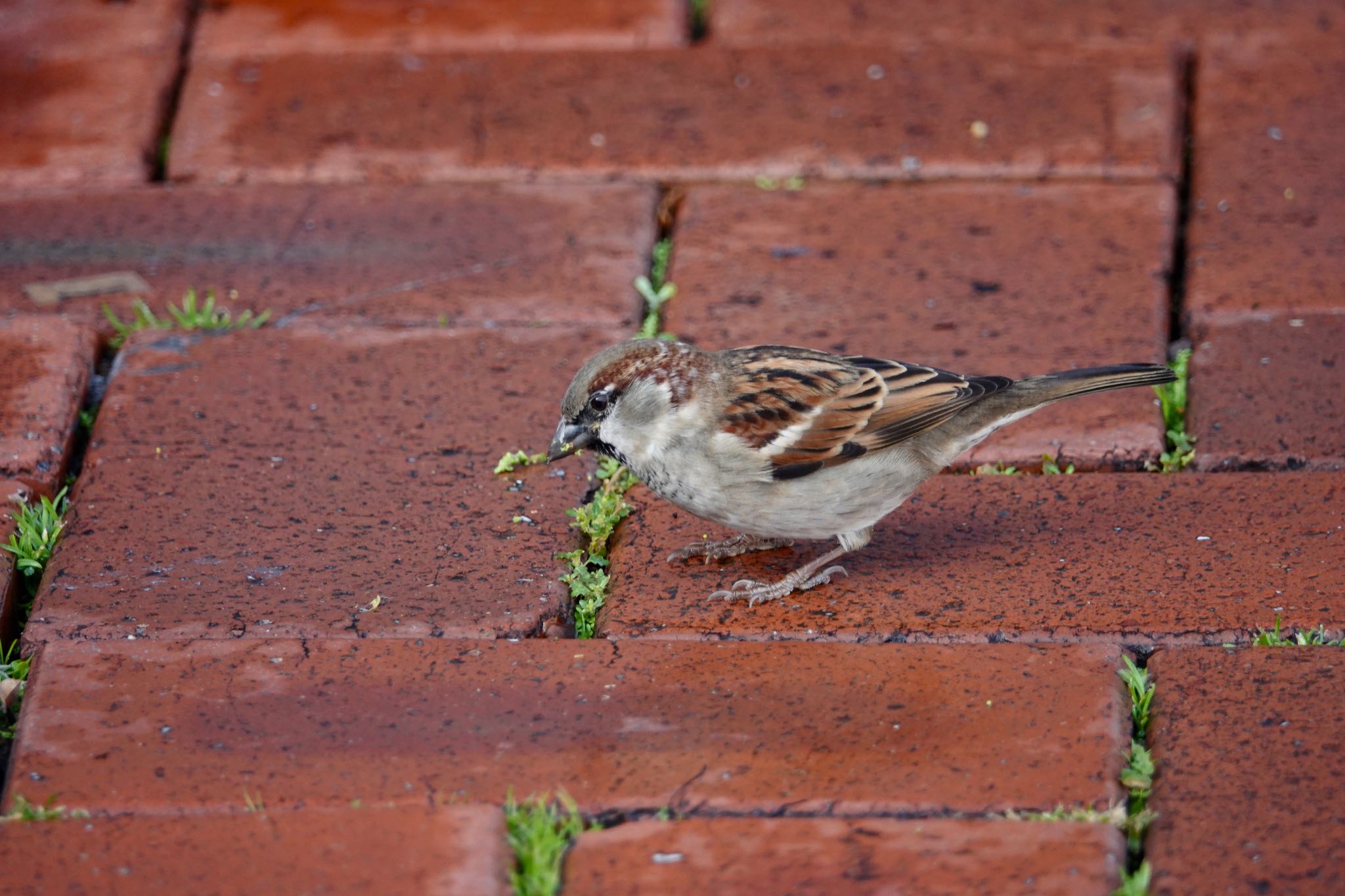 Photo of House Sparrow at シドニー by のどか