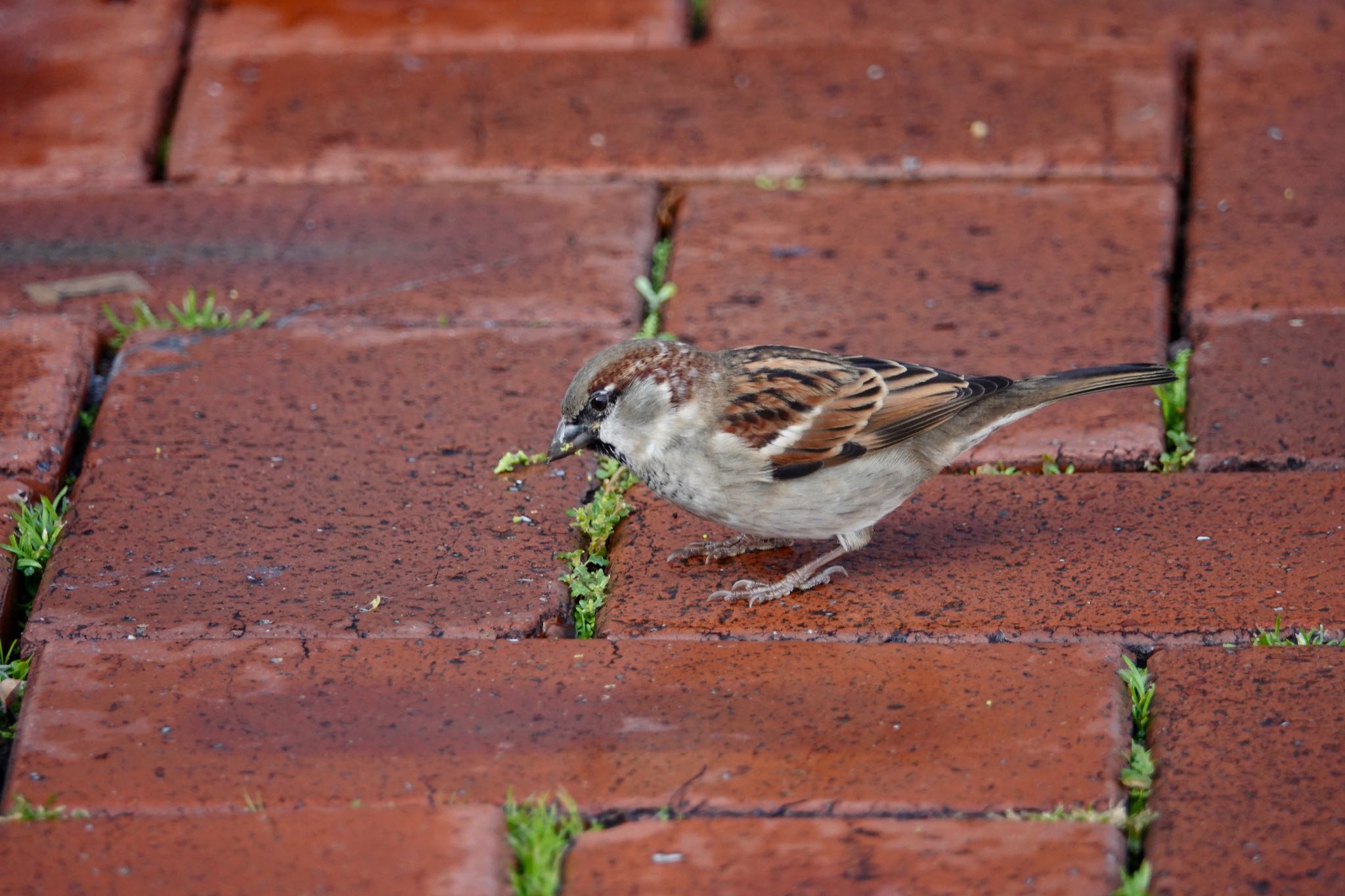 House Sparrow