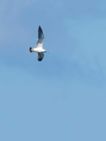 Black-tailed Gull 野母崎 水仙の里(長崎市) Sun, 7/16/2023