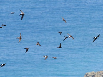 Pacific Swift 長崎市野母崎 Sun, 7/16/2023