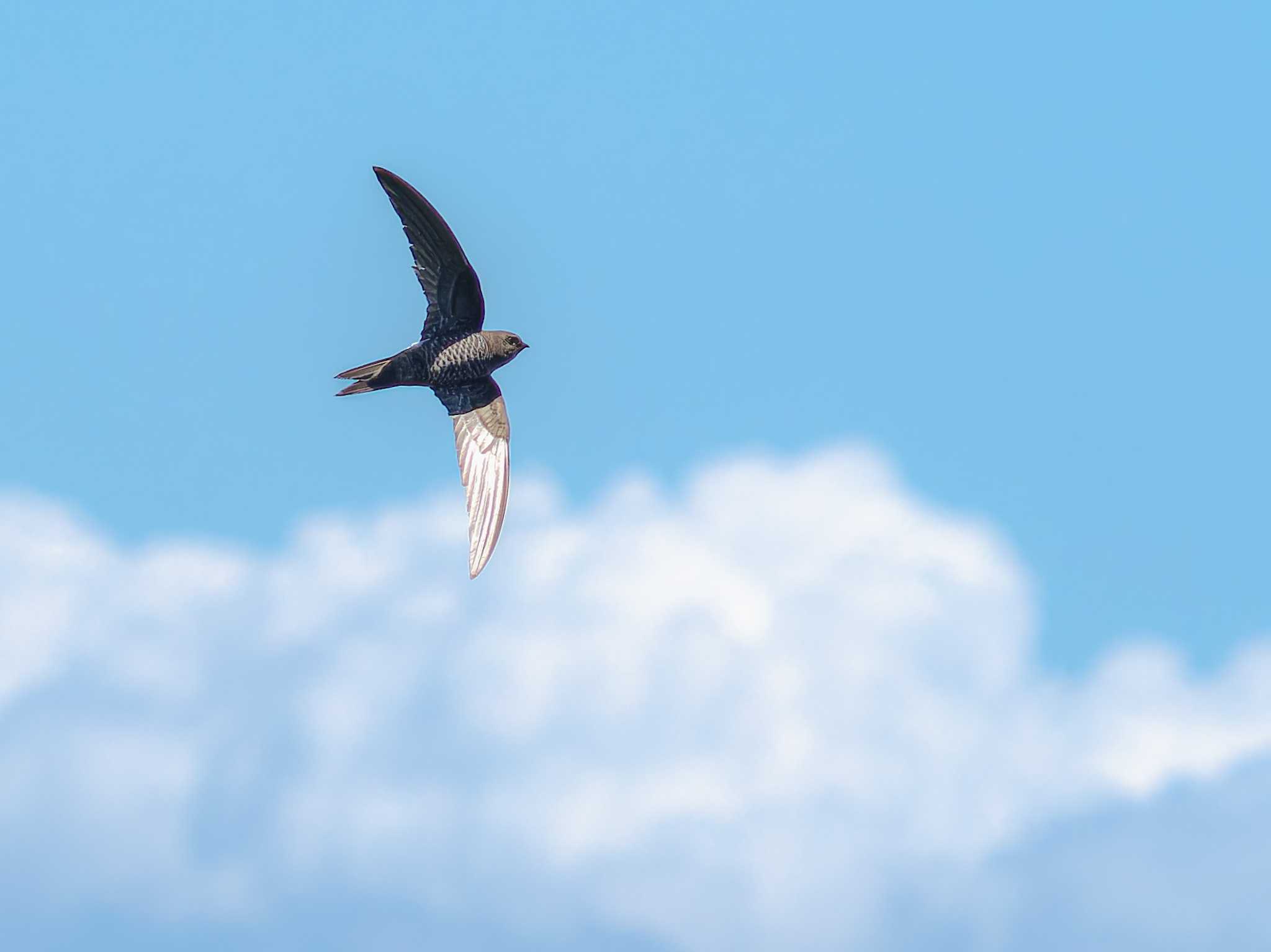 Photo of Pacific Swift at 長崎市野母崎 by ここは長崎