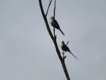 Long-tailed Tit Unknown Spots Thu, 7/20/2023