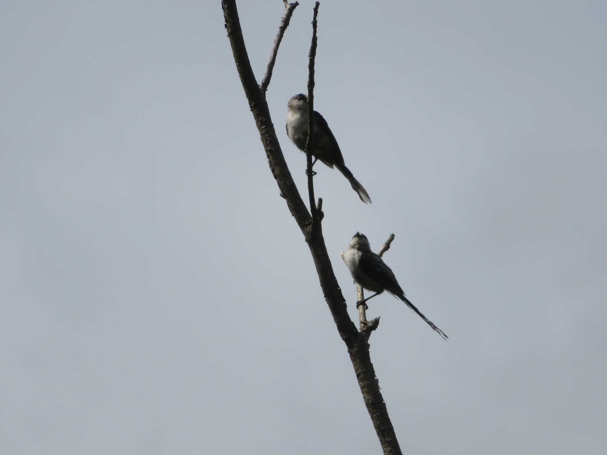 Photo of Long-tailed Tit at  by KAT