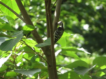 Japanese Pygmy Woodpecker Unknown Spots Thu, 7/20/2023