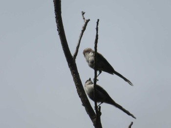 Long-tailed Tit Unknown Spots Thu, 7/20/2023