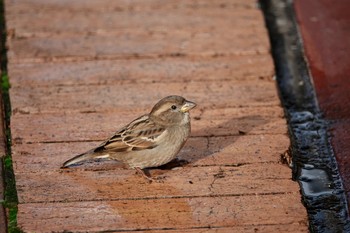 House Sparrow シドニー Thu, 6/28/2018