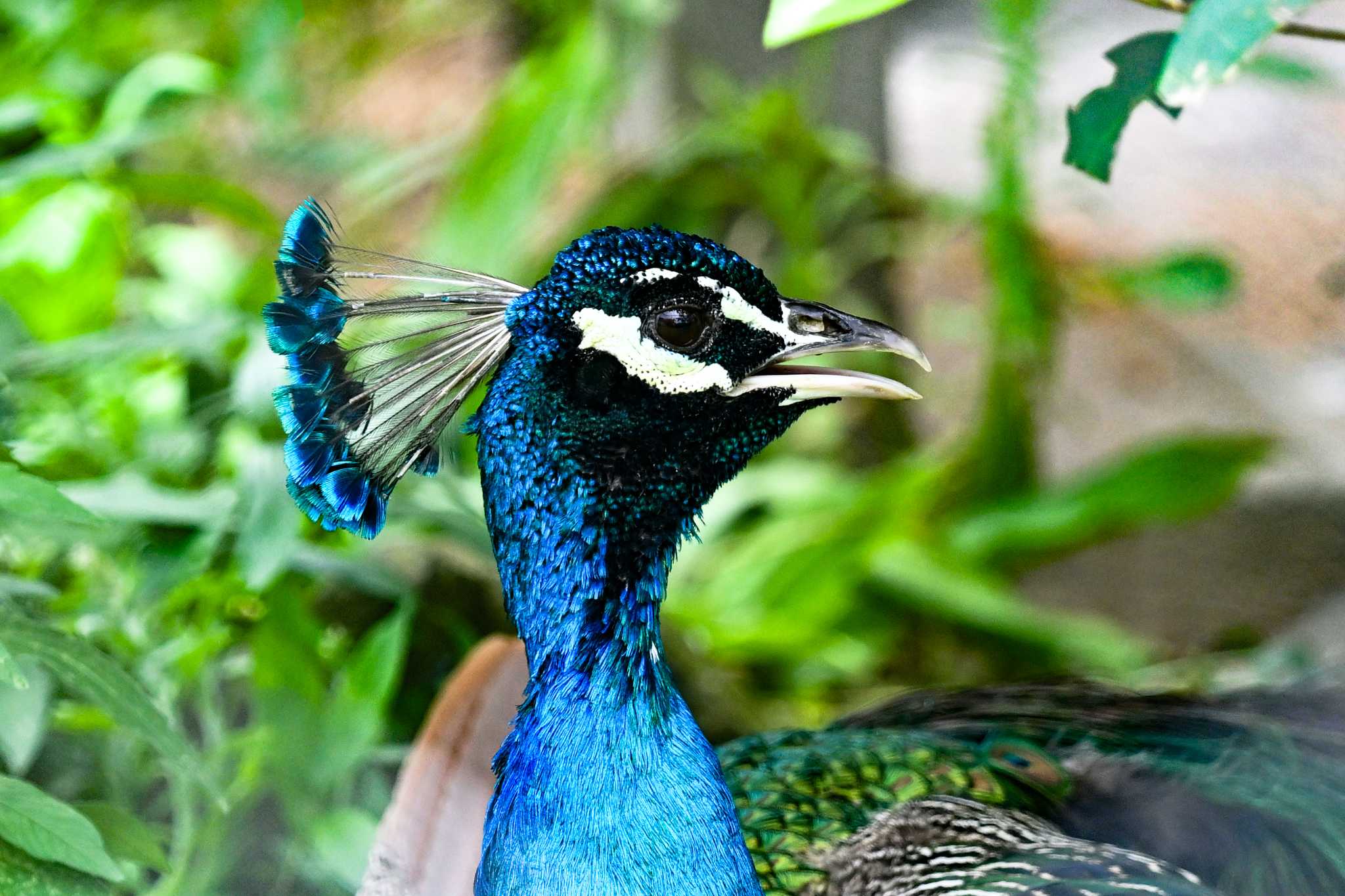 Photo of Indian Peafowl at  by Yokai