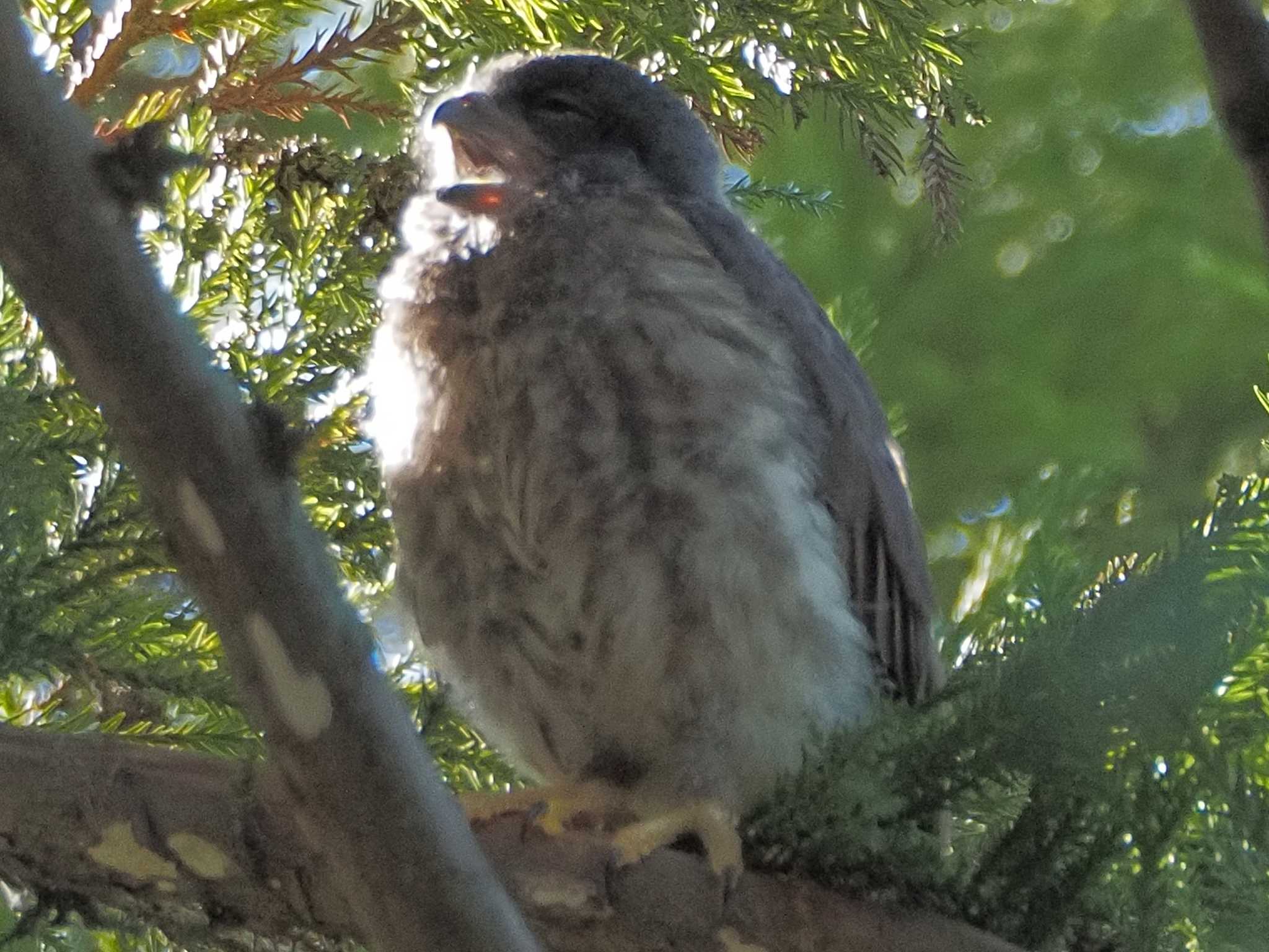 あくびも可愛いアオバズク