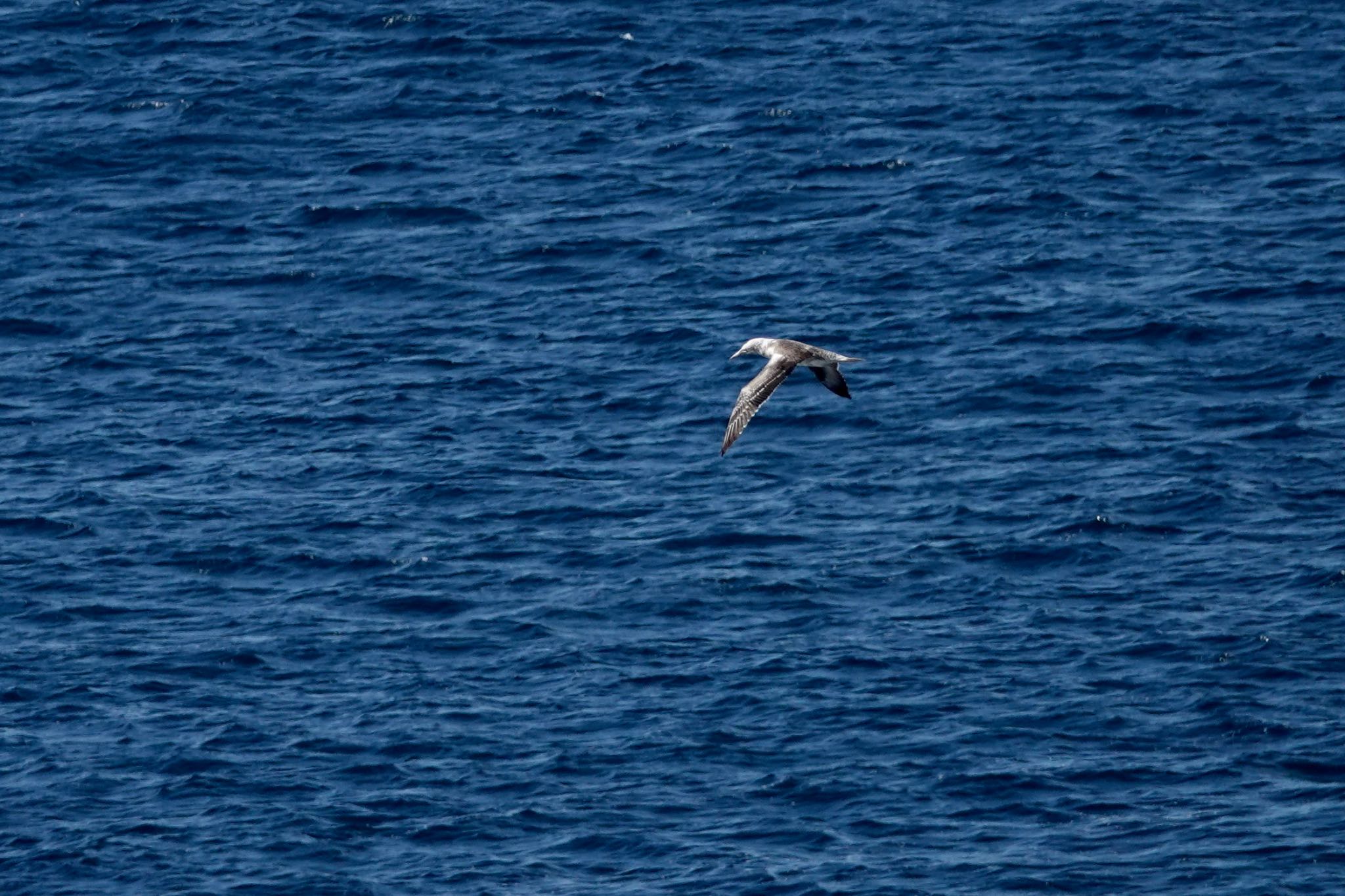 Australasian Gannet