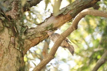 Brown-eared Bulbul 猪名部神社(三重県員弁郡) Thu, 7/20/2023