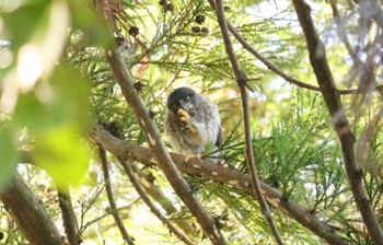 Thu, 7/20/2023 Birding report at 猪名部神社(三重県員弁郡)